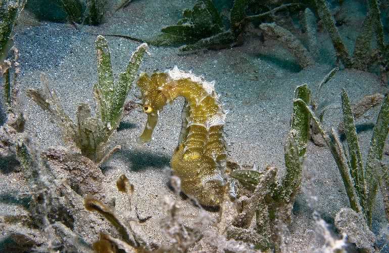 Auffrischungskurs: PADI Scuba Review Programm in Hurghada