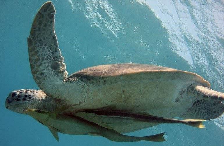 Auffrischungskurs: PADI Scuba Review Programm in Hurghada