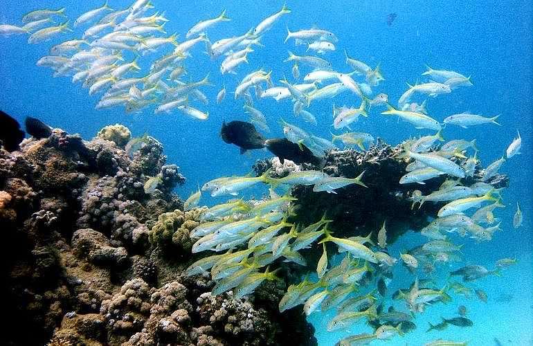 PADI Advanced Open Water Diver Kurs in Hurghada