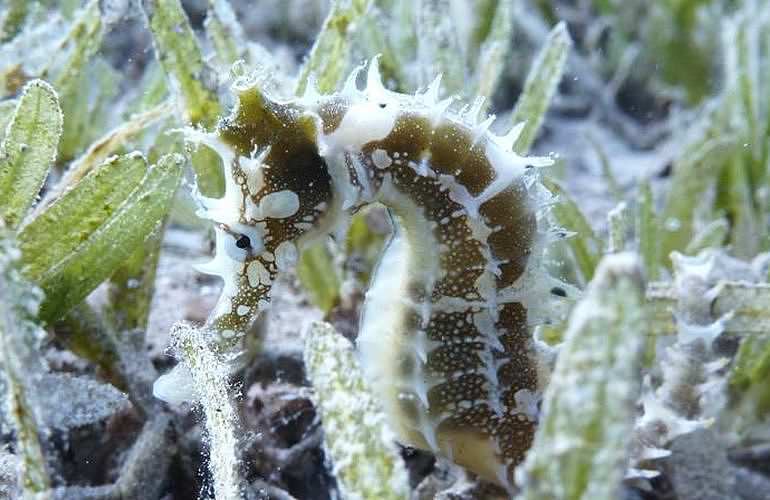 Auffrischungskurs: PADI Scuba Review Programm in Hurghada