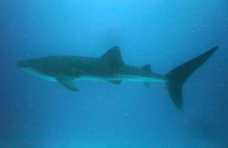 Tauchen in Hurghada: Tauchausfahrten - Schnuppertauchen - Tauchen für Wiedereinsteiger