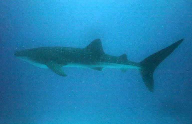 Tauchen in Hurghada: Tauchausfahrten - Schnuppertauchen - Tauchen für Wiedereinsteiger