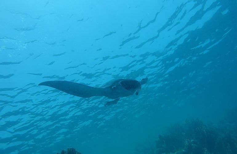 Tauchen für Fortgeschrittene in Hurghada - 1 Tag