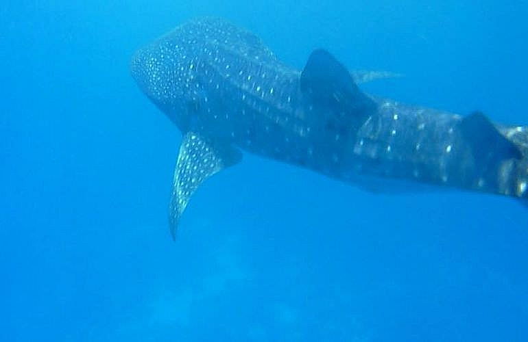 PADI Open Water Tauchkurs in Hurghada