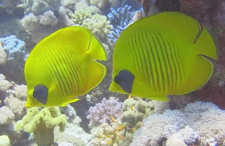 Tauchen in Hurghada: Tauchausfahrten - Schnuppertauchen - Tauchen für Wiedereinsteiger