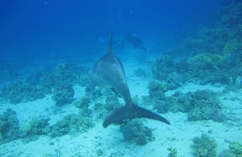 PADI Open Water Tauchkurs in Hurghada