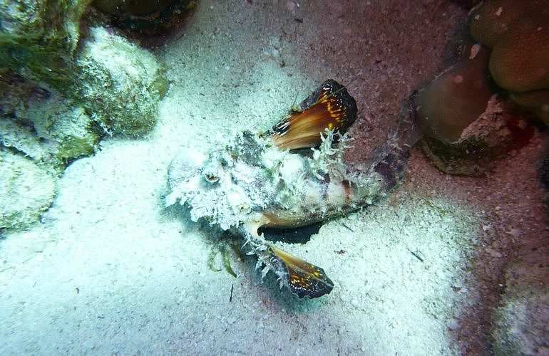 Fun Diving Hurghada - Ganztägige Tauchfahrt mit 2 Tauchgängen