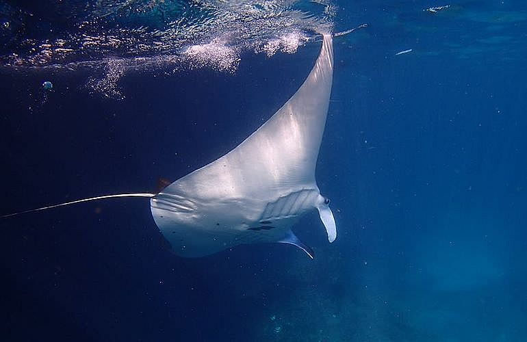 PADI Scuba Diver Kurs in Hurghada - Schnuppertauchkurs 1 Tag