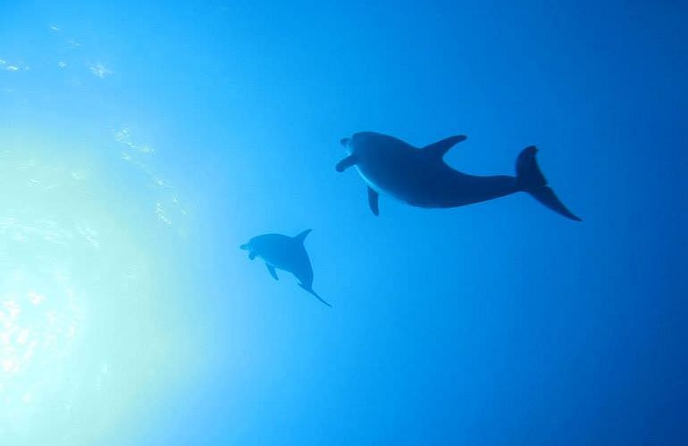 Tauchen in Hurghada: Tauchausfahrten - Schnuppertauchen - Tauchen für Wiedereinsteiger