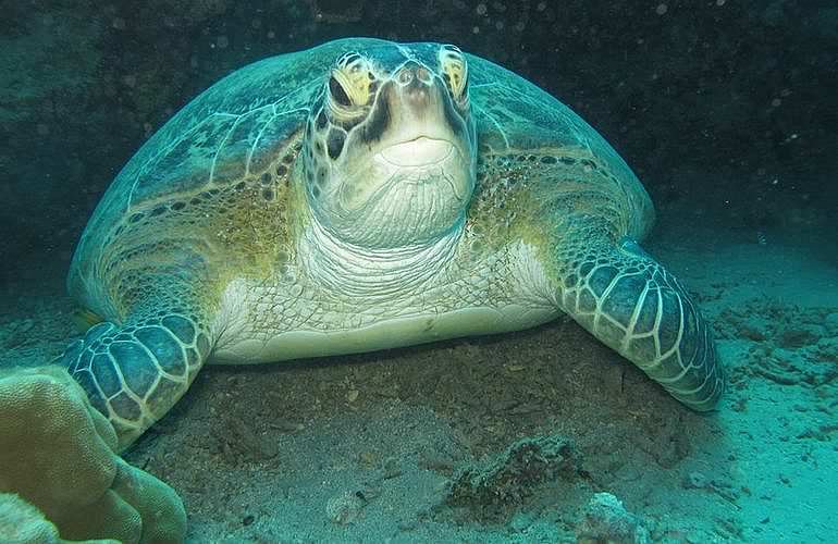 PADI Scuba Diver Kurs in Hurghada - Schnuppertauchkurs 1 Tag