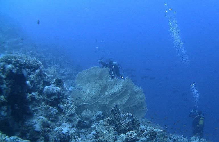 Tauchen in Hurghada: Tauchausfahrten - Schnuppertauchen - Tauchen für Wiedereinsteiger