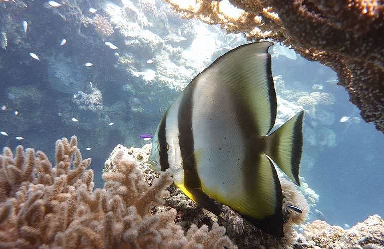 Fun Diving Hurghada - Ganztägige Tauchfahrt mit 2 Tauchgängen