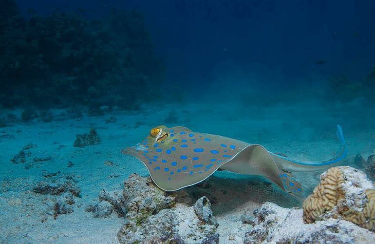 Tauchen für Fortgeschrittene in Hurghada - 1 Tag