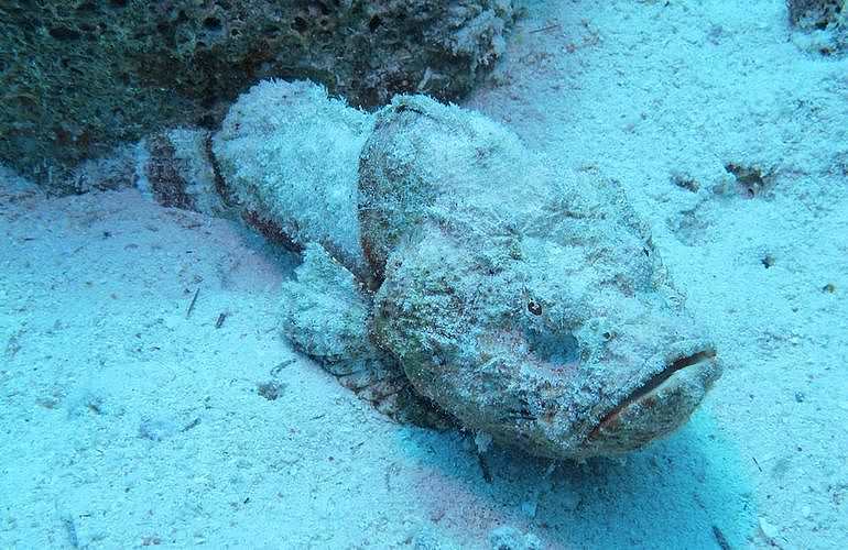 PADI Open Water Tauchkurs in Hurghada