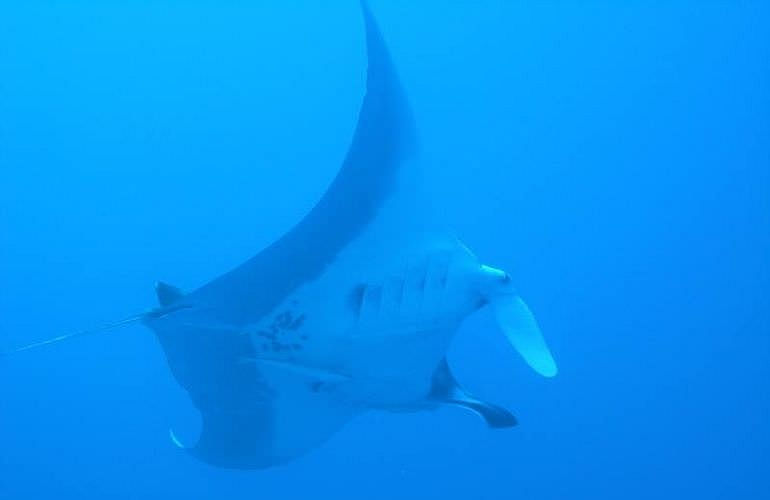 Tauchen in Hurghada: Tauchausfahrten - Schnuppertauchen - Tauchen für Wiedereinsteiger