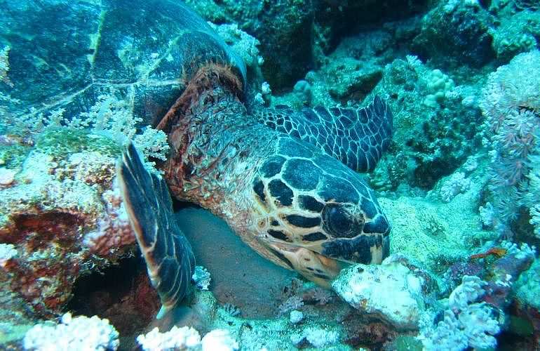 PADI Open Water Tauchkurs in Hurghada