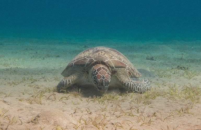 Tauchen in Hurghada: Tauchausfahrten - Schnuppertauchen - Tauchen für Wiedereinsteiger