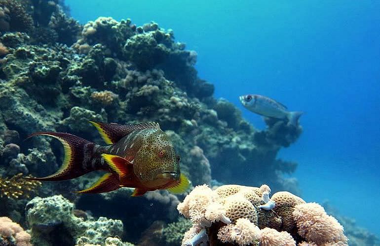 Fun Diving Hurghada - Ganztägige Tauchfahrt mit 2 Tauchgängen