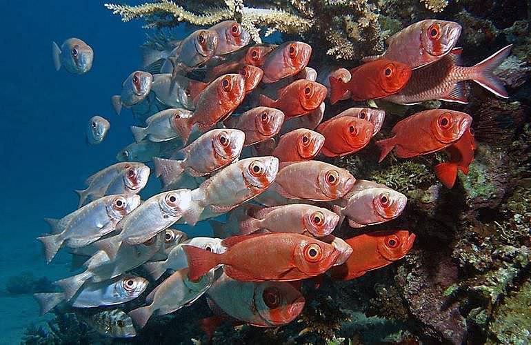 Tauchen für Fortgeschrittene in Hurghada - 1 Tag