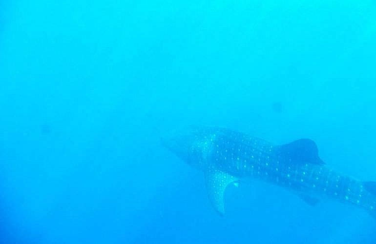 PADI Open Water Tauchkurs in Hurghada