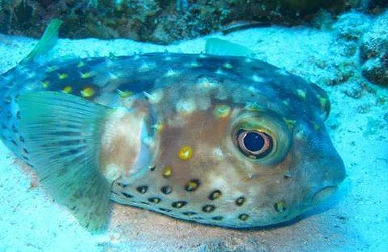 Tauchen in Hurghada: Tauchausfahrten - Schnuppertauchen - Tauchen für Wiedereinsteiger