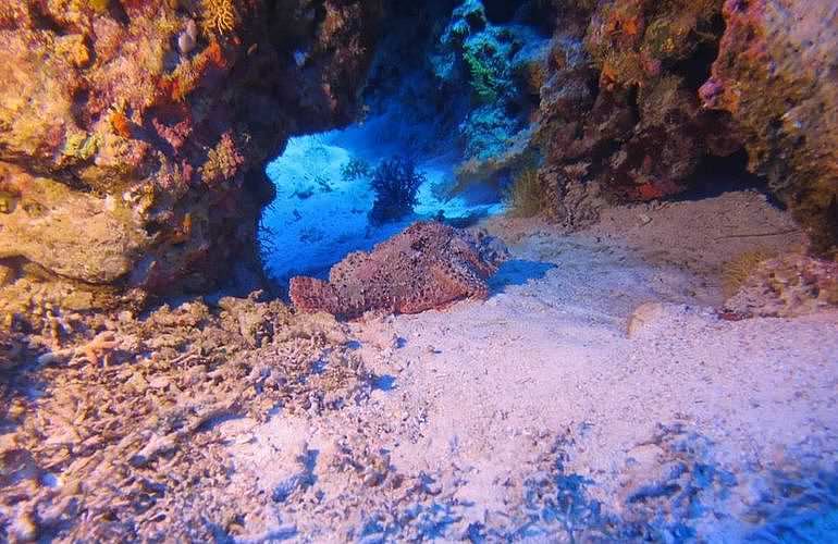 Fun Diving Hurghada - Ganztägige Tauchfahrt mit 2 Tauchgängen