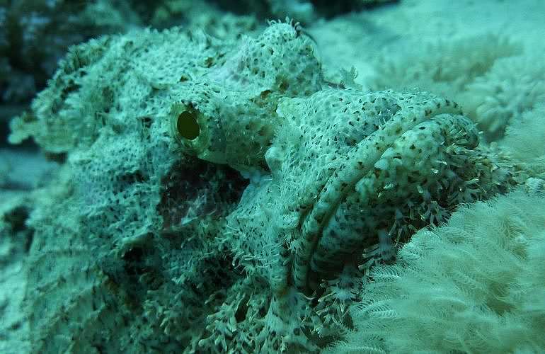 Fun Diving Hurghada - Ganztägige Tauchfahrt mit 2 Tauchgängen