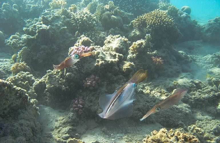 PADI Open Water Tauchkurs in Hurghada