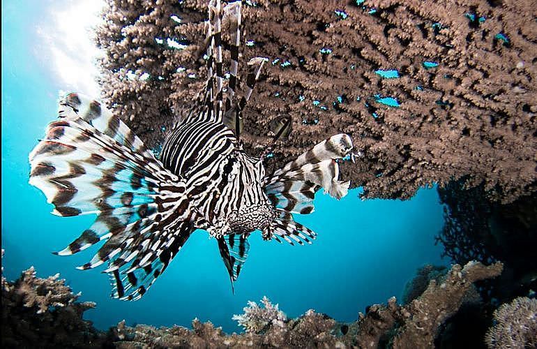 PADI Advanced Open Water Diver, Tauchkurs für Fortgeschrittene in Hurghada