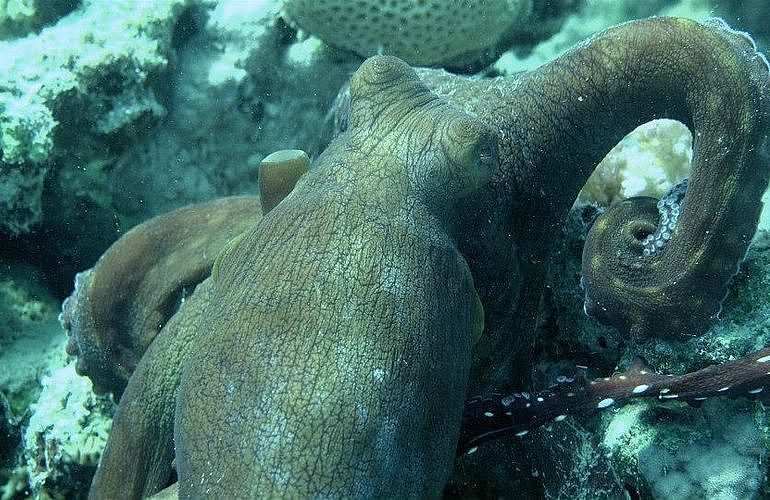 PADI Adventure Diver Kurs