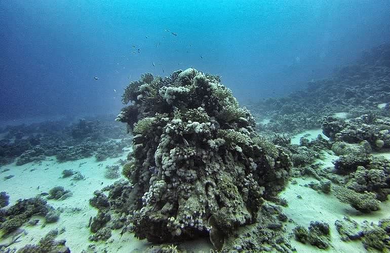 Fun Diving Hurghada - Ganztägige Tauchfahrt mit 2 Tauchgängen