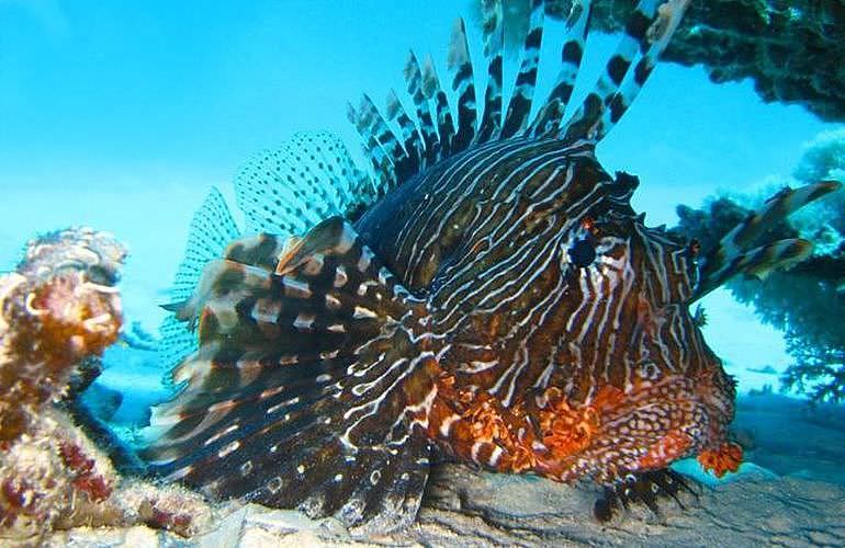 Auffrischungskurs: PADI Scuba Review Programm in Hurghada