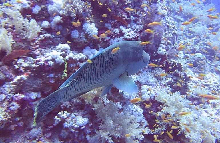 Tauchen für Fortgeschrittene in Hurghada - 1 Tag