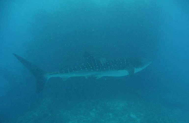 Tauchen in Hurghada: Tauchausfahrten - Schnuppertauchen - Tauchen für Wiedereinsteiger