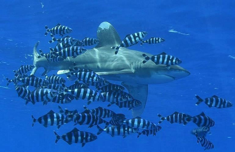 PADI Scuba Diver Kurs in Hurghada - Schnuppertauchkurs 1 Tag
