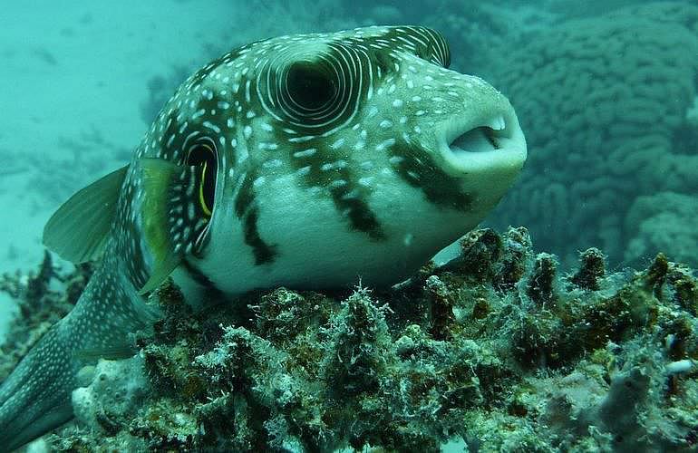 PADI Advanced Open Water Diver, Tauchkurs für Fortgeschrittene in Hurghada