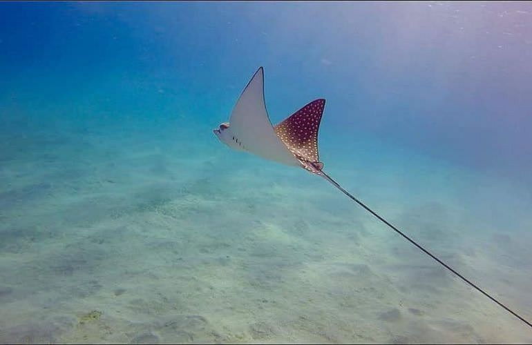 PADI Scuba Diver Kurs in Hurghada - Schnuppertauchkurs 1 Tag