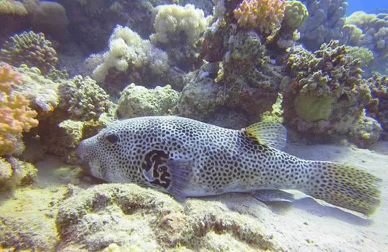 PADI Open Water Tauchkurs in Hurghada