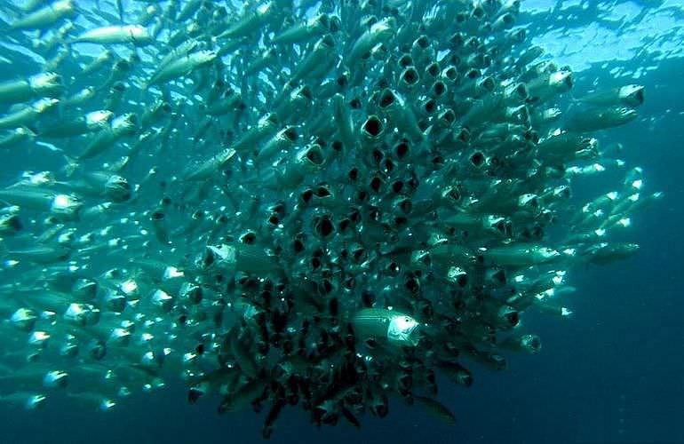 PADI Advanced Open Water Diver, Tauchkurs für Fortgeschrittene in Hurghada