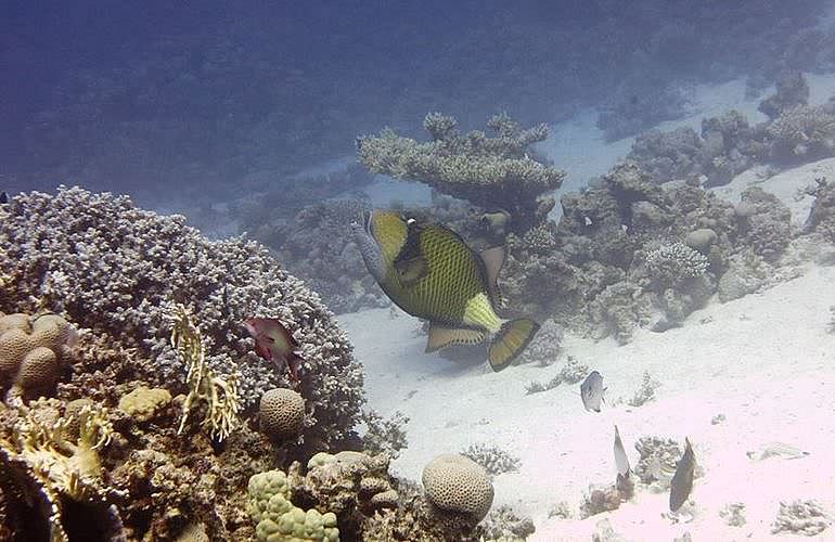 Tauchen in Hurghada: Tauchausfahrten - Schnuppertauchen - Tauchen für Wiedereinsteiger