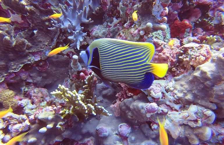 PADI Advanced Open Water Diver, Tauchkurs für Fortgeschrittene in Hurghada