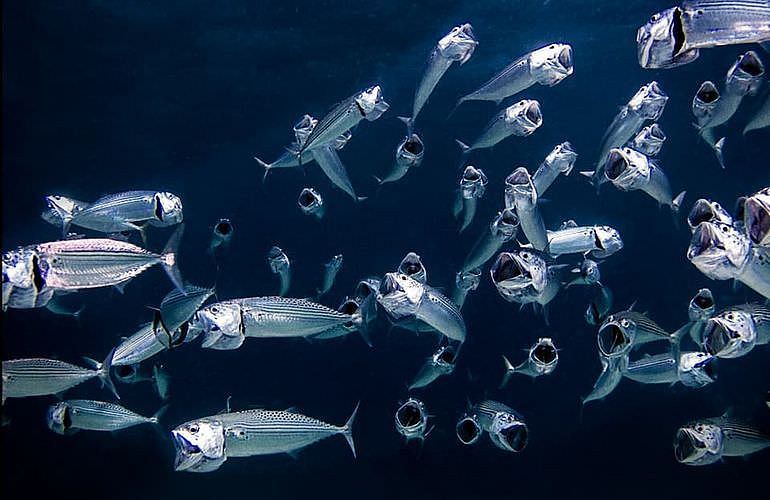 Fun Diving Hurghada - Ganztägige Tauchfahrt mit 2 Tauchgängen