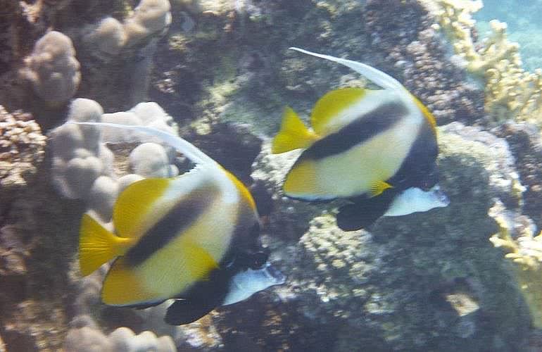 Tauchen in Hurghada: Tauchausfahrten - Schnuppertauchen - Tauchen für Wiedereinsteiger