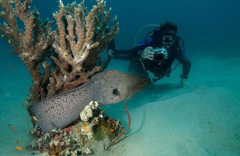 Tauchen in Hurghada: Tauchausfahrten - Schnuppertauchen - Tauchen für Wiedereinsteiger