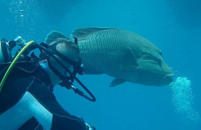 Fun Diving Hurghada - Ganztägige Tauchfahrt mit 2 Tauchgängen