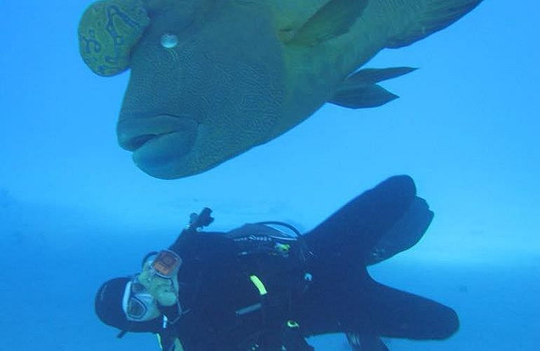 Auffrischungskurs: PADI Scuba Review Programm in Hurghada