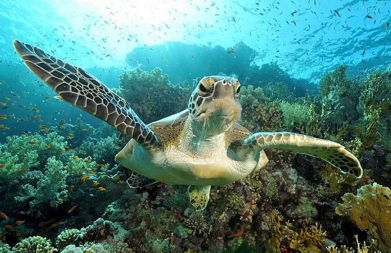 Tauchen in Hurghada: Tauchausfahrten - Schnuppertauchen - Tauchen für Wiedereinsteiger