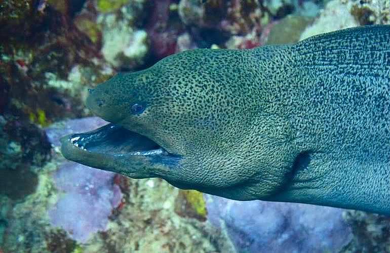 PADI Open Water Tauchkurs in Hurghada