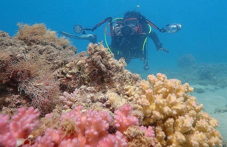 Tauchen für Fortgeschrittene in Hurghada - 1 Tag