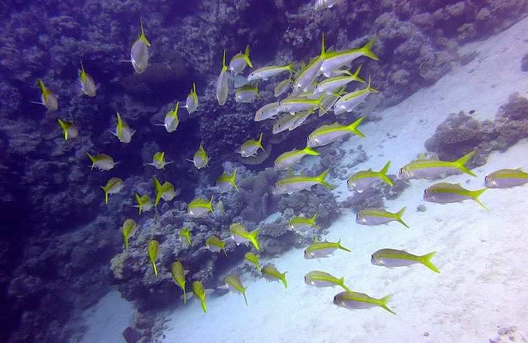 Auffrischungskurs: PADI Scuba Review Programm in Hurghada